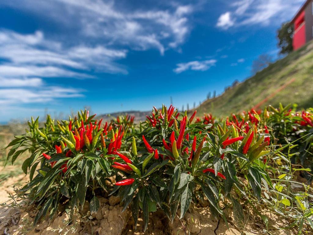 Agriturismo Il Sapore Della Luna Monteprandone Zewnętrze zdjęcie