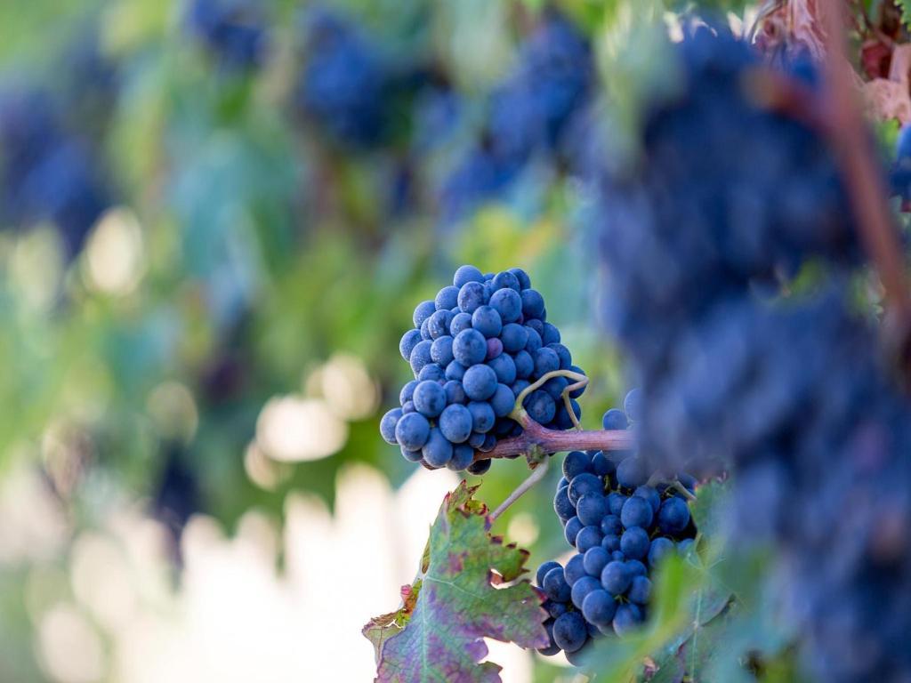 Agriturismo Il Sapore Della Luna Monteprandone Zewnętrze zdjęcie